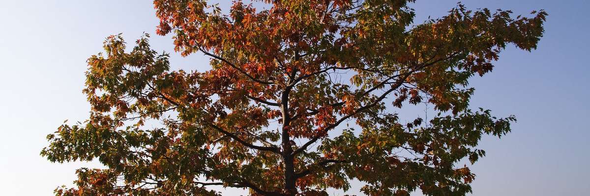 Tree crown