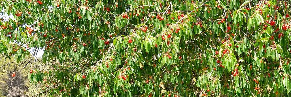 Cherry tree
