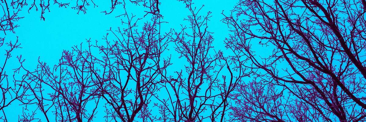 Tree crowns