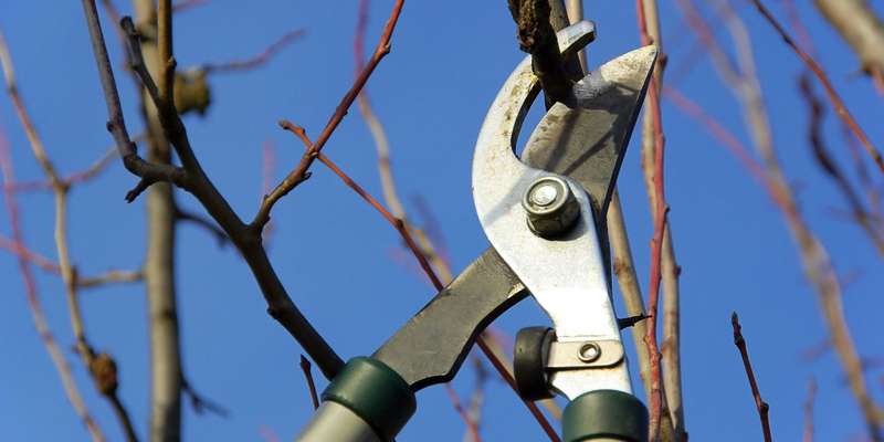 Tree pruning