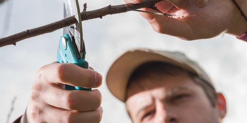Trimming trees