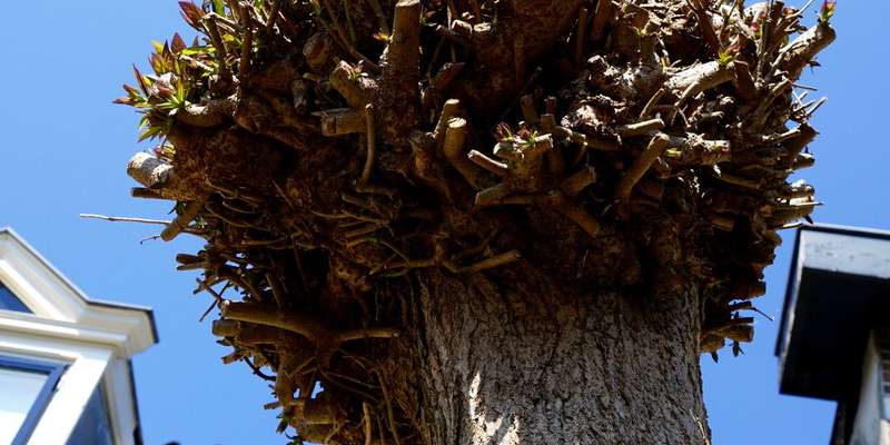 Trimmed tree