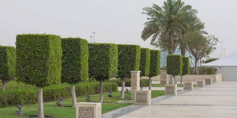 Square trimmed trees
