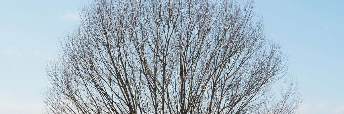 Autumn tree crown on sky background