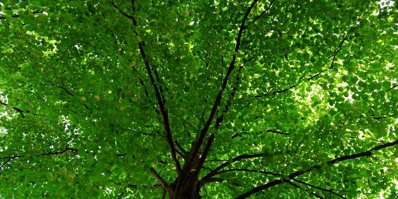 Green tree crown closeup